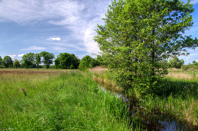 Sensible Ökosysteme wie dieses Niedermoor mit einem direkten Zugang zum Grundwasser sind durch hohe Nährstoffeinträge besonders gefährdet. (Foto: <a href="https://rs.cms.hu-berlin.de/boku/pages/preview.php?ref=404&search=&order_by=relevance&offset=0&r