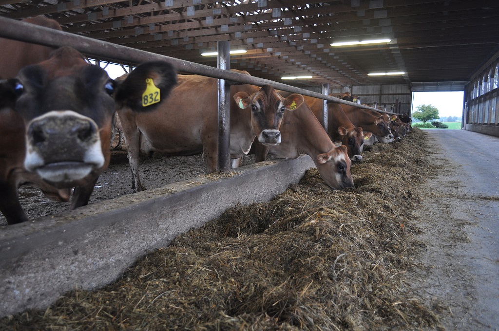 Die Rindviehhaltung gilt als eine der größten menschengemachten Quellen von Methan. (Foto: <a href="https://flic.kr/p/fEzmY1" target="_blank"> United Soybean Board / flickr.com</a>, <a href="https://creativecommons.org/licenses/by/2.0/" target="_blank">