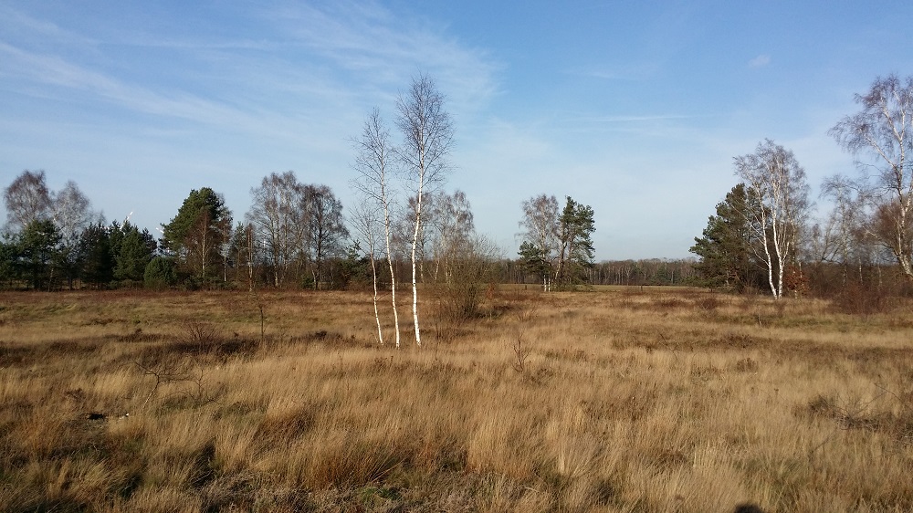 In der Wersener Heide finden sich seltene Vogelarten wie Feldlerchen oder Steinkäuze sowie Pflanzen wie das kleine Habichtkraut. (Foto: © Deutschen Bundesstiftung Umwelt (DBU))