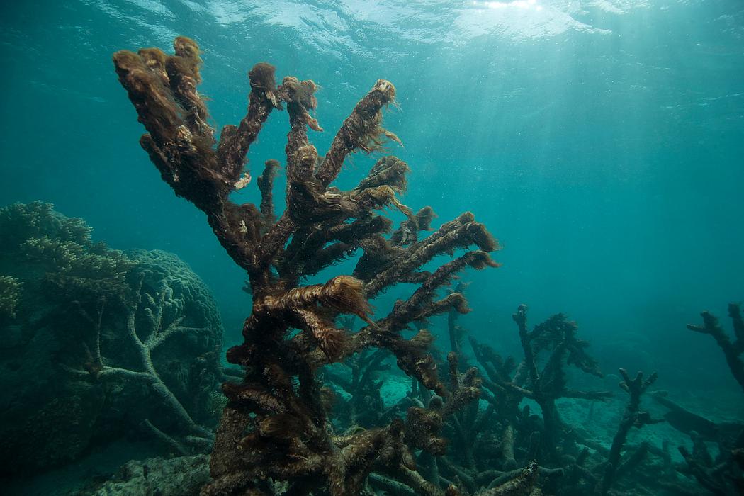 Beleuchtet von der Sonne, die die Meeresoberfläche durchbricht, ist im Wasser eine tote Koralle, umwoben von Algen, zu sehen.
