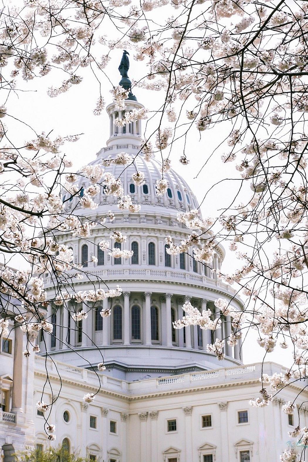 Die Kuppel des Kapitols in Washington D.C.. Im Vordergrund sind Blumen und Sträucher zu sehen.