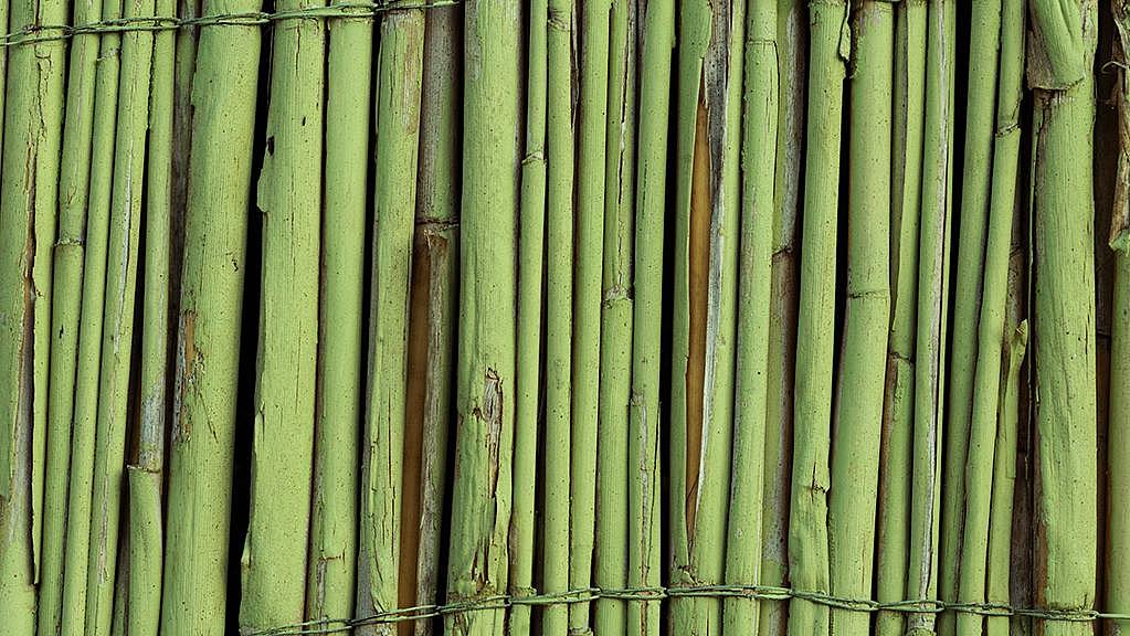 Grün angestrichener Bambus