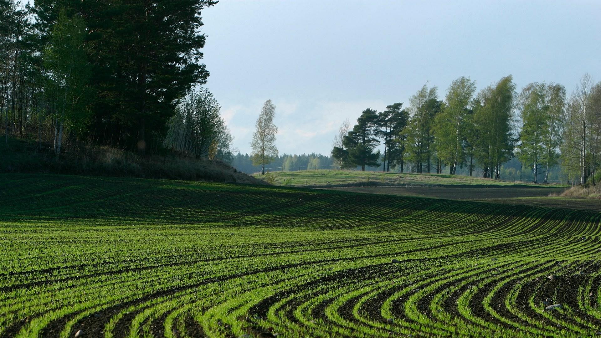 Feld mit Bäumen