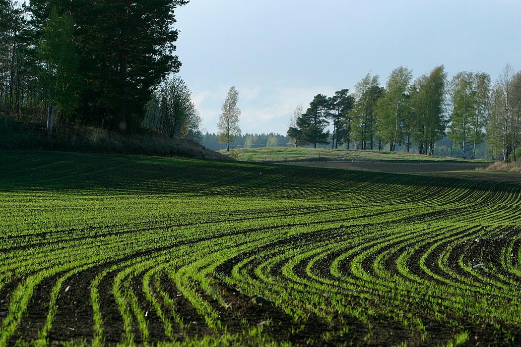 Feld mit Bäumen