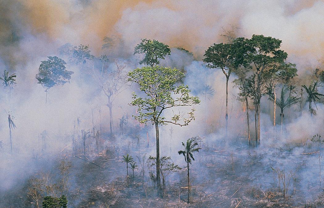 Amazonas-Regenwald