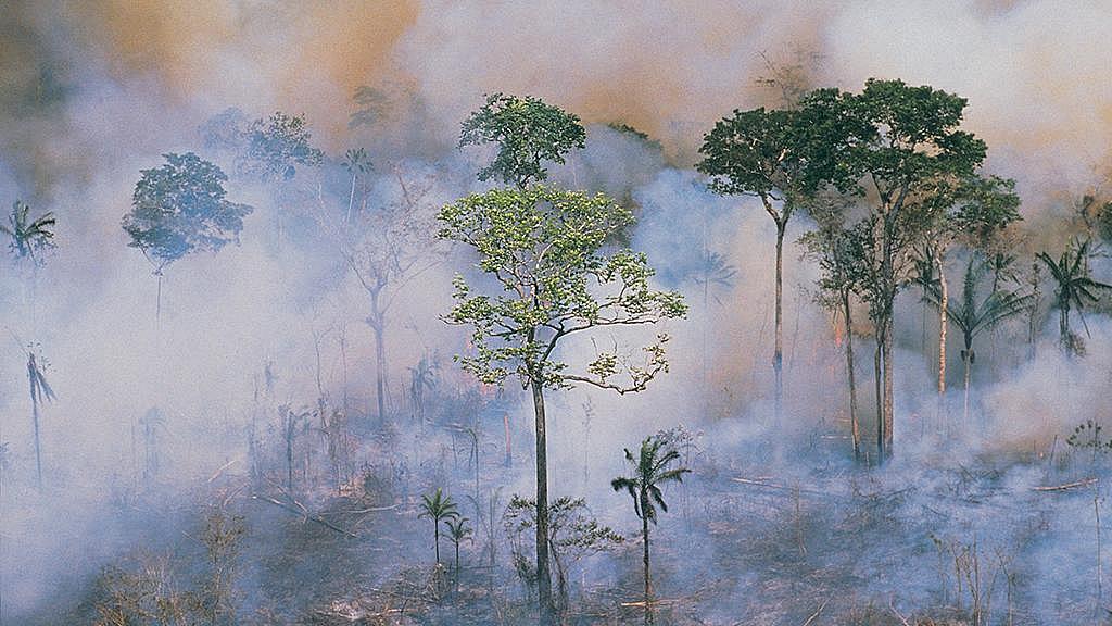 Amazonas-Regenwald