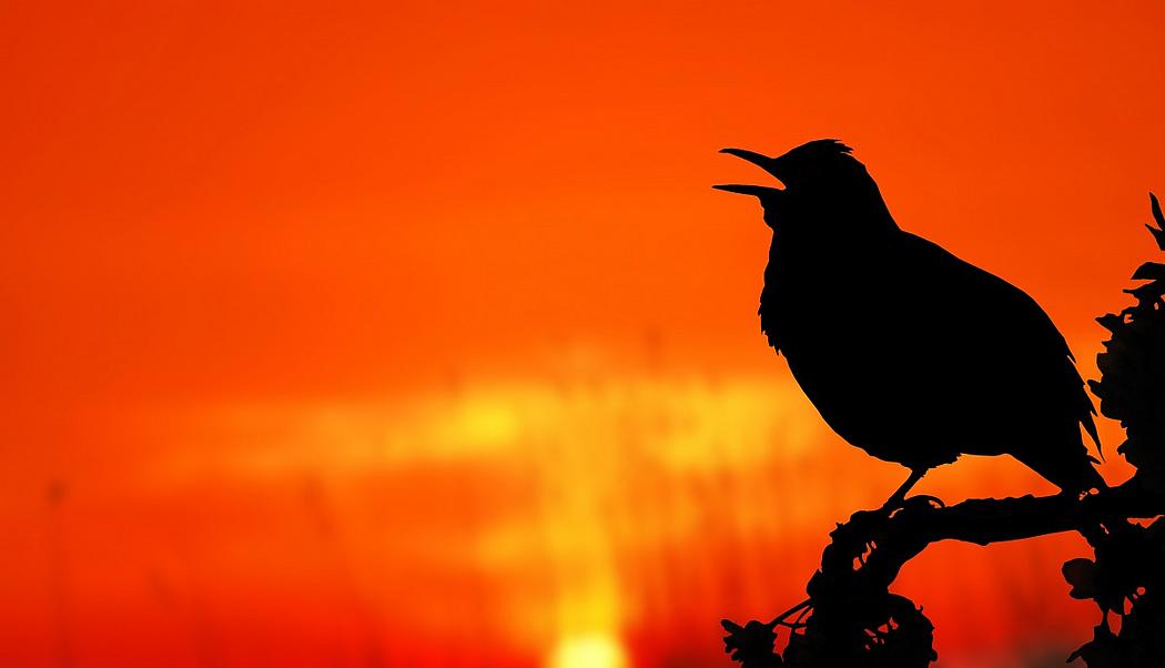 Die Silouette einer Amsel im Sonnenuntergang.