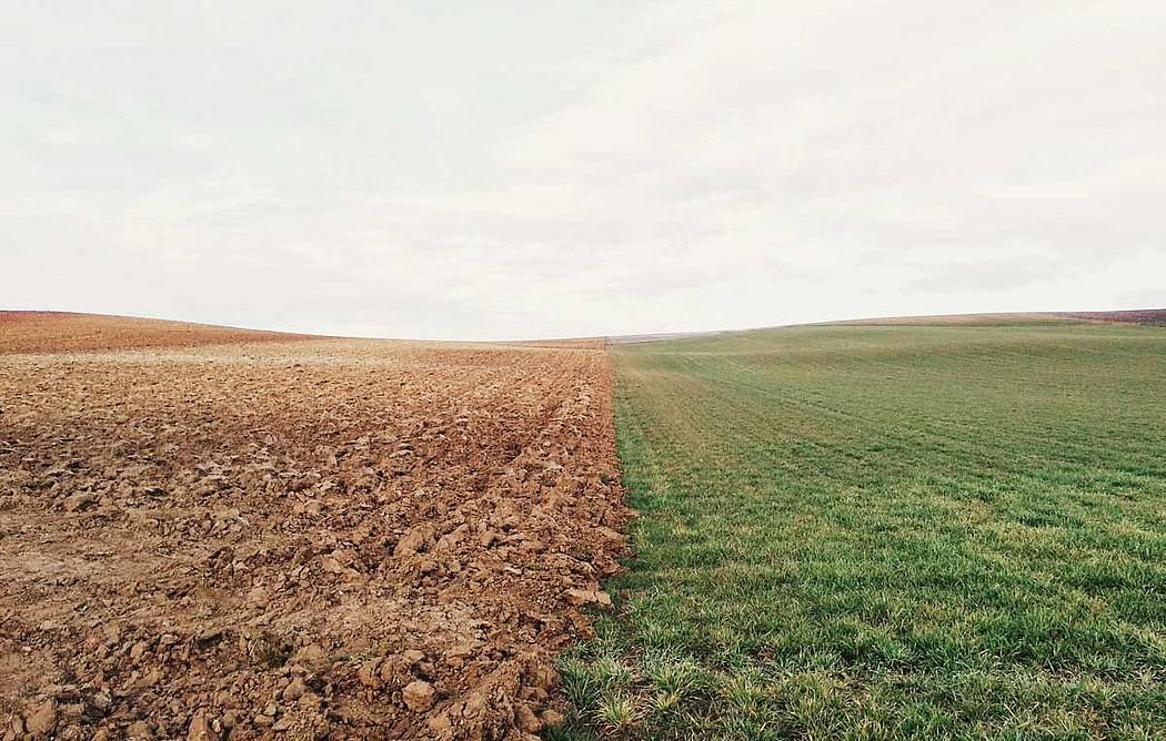 Ödes Feld, eine Hälfte karge Erde, eine Hälfte karger Rasen