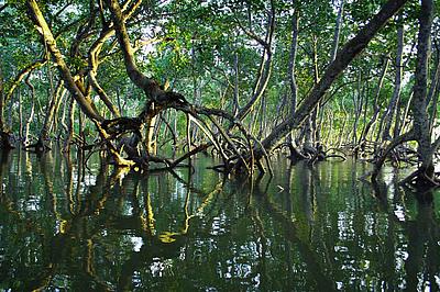 Schattiger Mangrovenwald in kenia