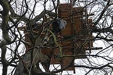 Foto: Mensch beim Aufstieg zum Baumhaus
