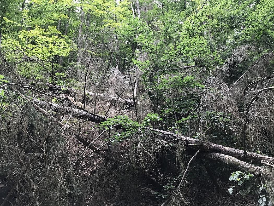 Umgestürzter Nadelbaum in einem Mischwald.
