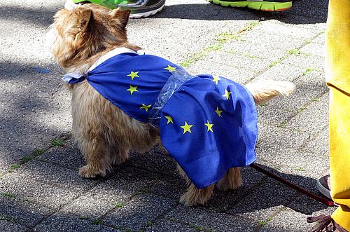 ein kleiner Hund mit einer umgebundenen Europaflagge (blau mit kreisrunden gelben Sternen)