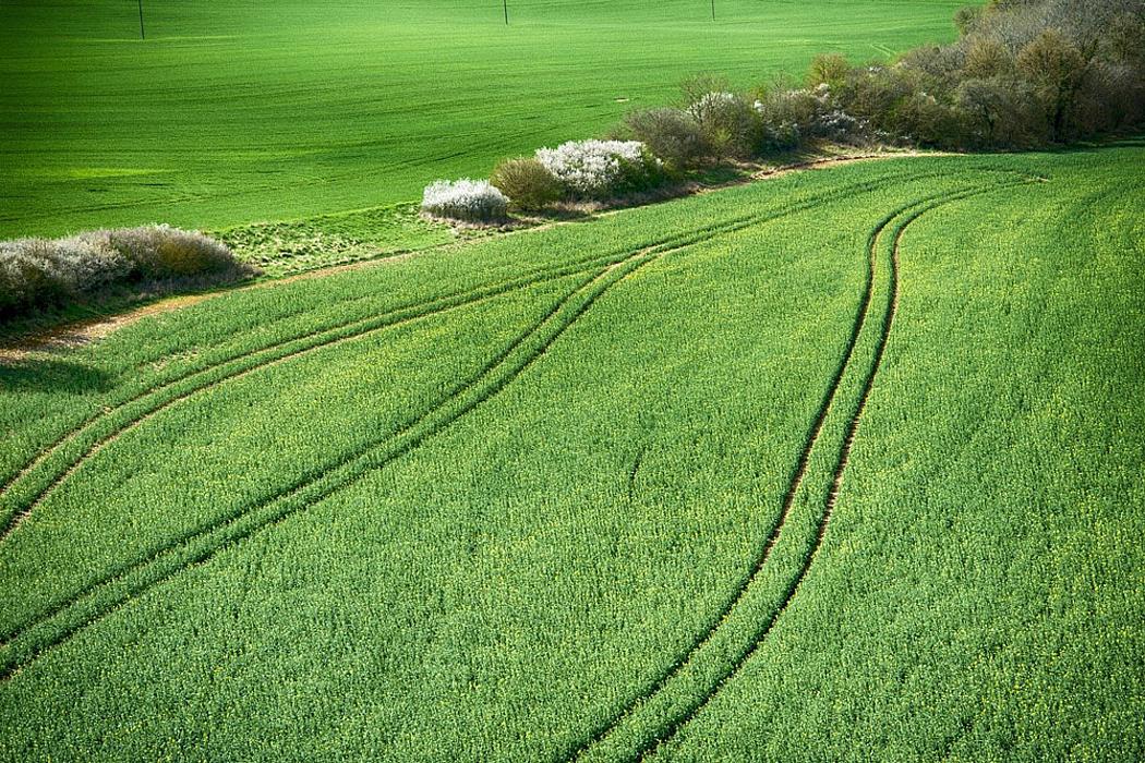 blühende Hecke zwischen zwei Feldern