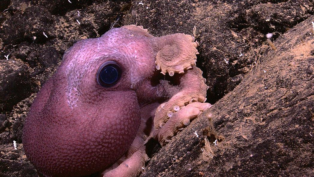 Violetter Oktopus mit großen glasigen Augen, entdeckt bei Indonesia-USA Deep-Sea Exploration of the Sangihe Talaud Region