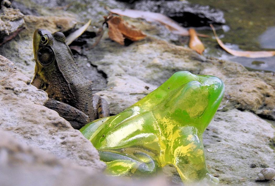 grauer und neongrüner Frosch nebeneinander auf einem Stein