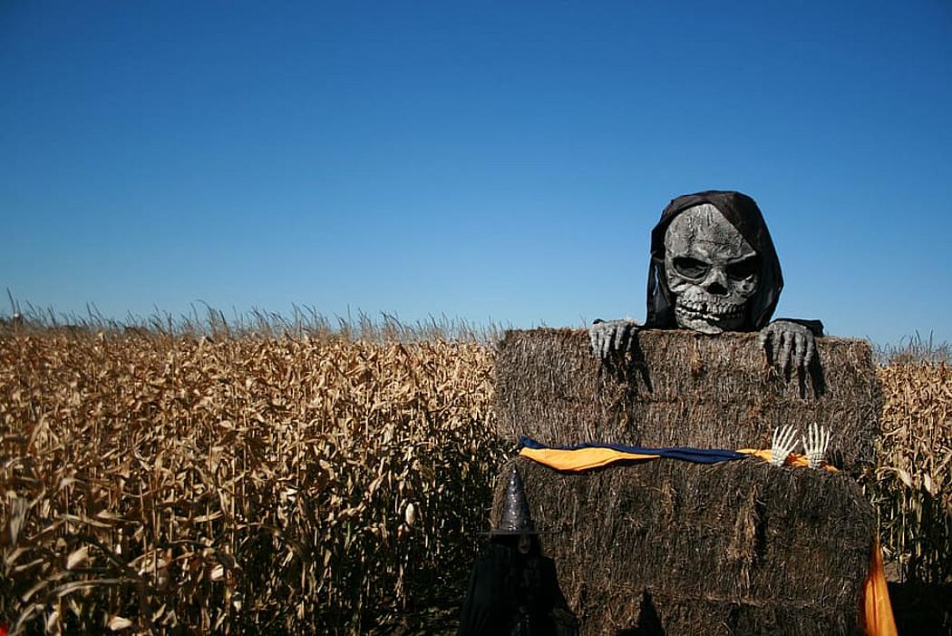 Totenkopf-Figur vor einem vertrockneten Maisfeld