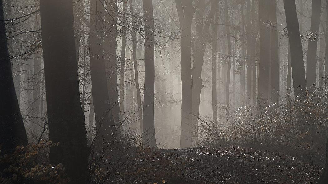 Nebel am Morgen in einem Wald