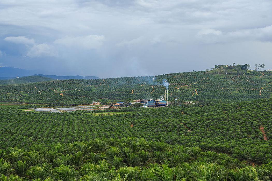 Eine Palmöl-Fabrik im malaysischen Bundesstaat Sabah im Nordosten der Insel Borneo.(Foto: <a href="https://commons.wikimedia.org/wiki/File:District-Kunak_Sabah_IOI-Baturong-Palm-Oil-Mill-02.jpg" target="_blank">© CEphoto, Uwe Aranas / wikimedia.org</a>, <a href="https://creativecommons.org/licenses/by-sa/3.0/deed.en" target="_blank">CC BY-SA 3.0</a>)