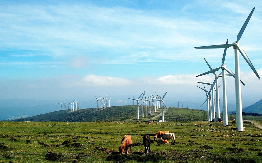 Windpark auf Höhenzug mit grasenden Rindern