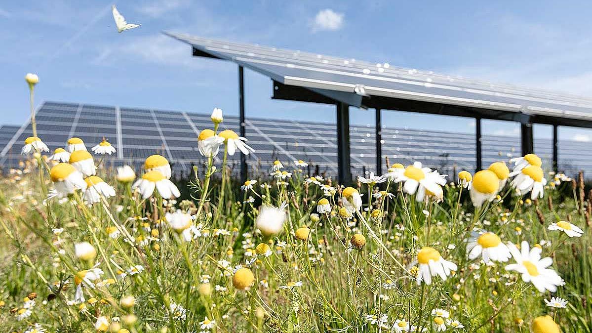 Kamillieblüten vor Solarmodulen im Solarpark Weesow-Willmersdorf