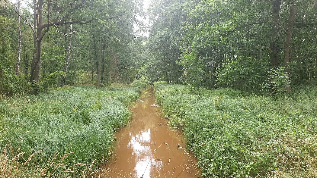 Brauner Bach in einem Wald