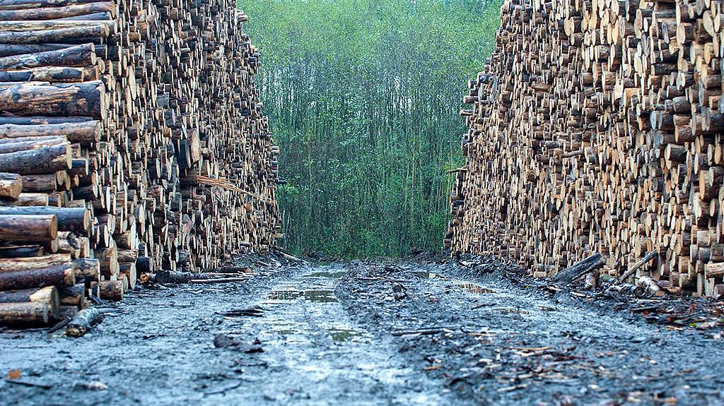 Aufgestapelte Baumstämme im Dreck vor einem Wald