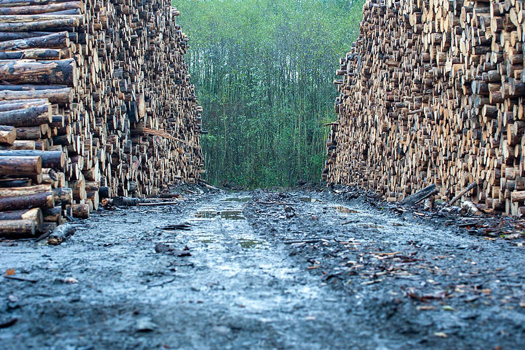 Aufgestapelte Baumstämme im Dreck vor einem Wald