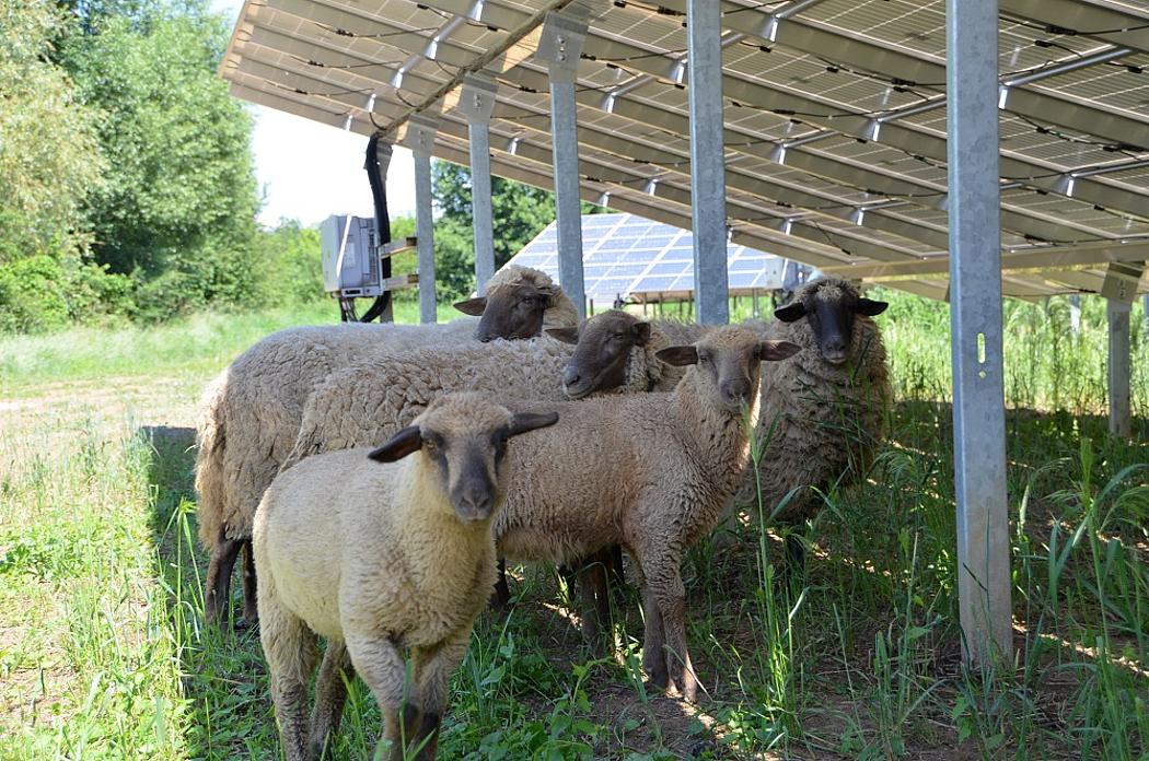 Schafe weiden unter Solarmodulen