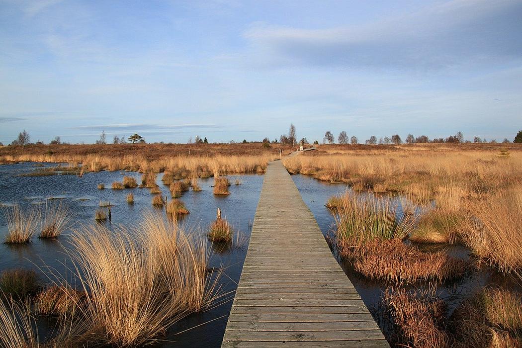 Holzsteg durch Moorlandschaft