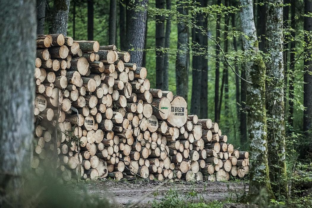 Allein zwischen Januar und August dieses Jahres wurden rund 140.000 Bäume im ältesten Teil des Urwaldes gefällt, zeigt eine Recherche der Umweltorganisation ClientEarth. (Foto: <a href="https://www.flickr.com/photos/greenpeacepl/34088222983/" target="_blank">Greenpeace Polska / flickr.com</a>, <a href="https://creativecommons.org/licenses/by-nd/2.0/" target="_blank">CC BY-ND 2.0</a>)