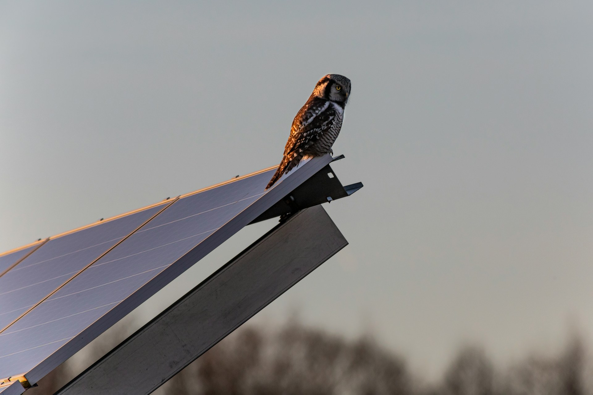 Vogel auf Solarpanel