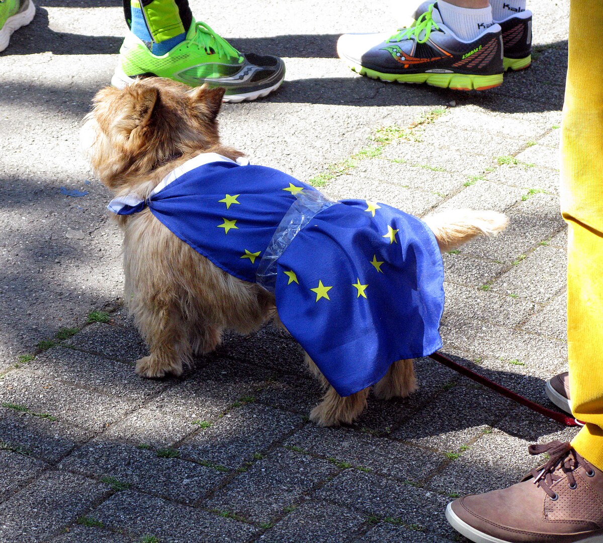 ein kleiner Hund mit einer umgebundenen Europaflagge (blau mit kreisrunden gelben Sternen)